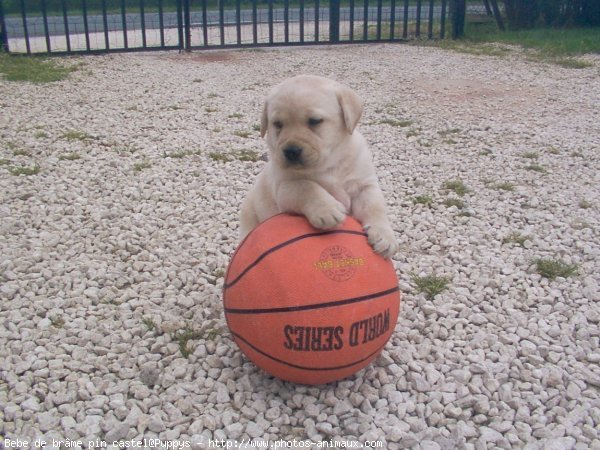 Photo de Labrador retriever