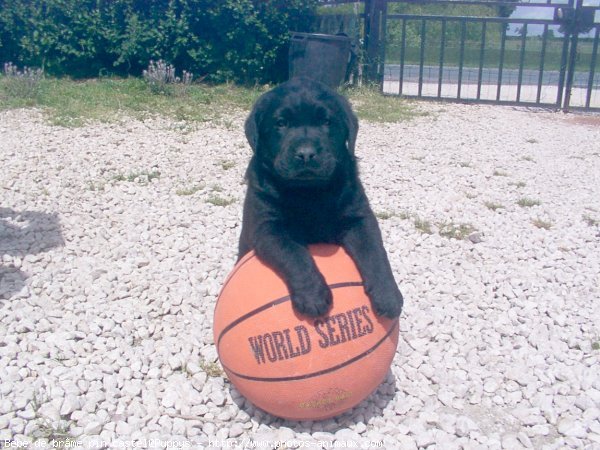 Photo de Labrador retriever