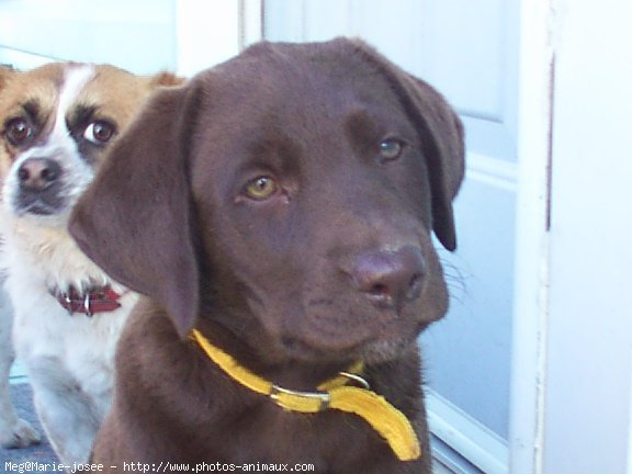 Photo de Labrador retriever