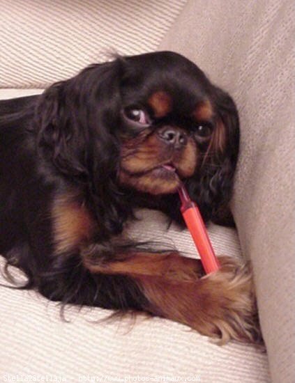 Photo de King charles spaniel