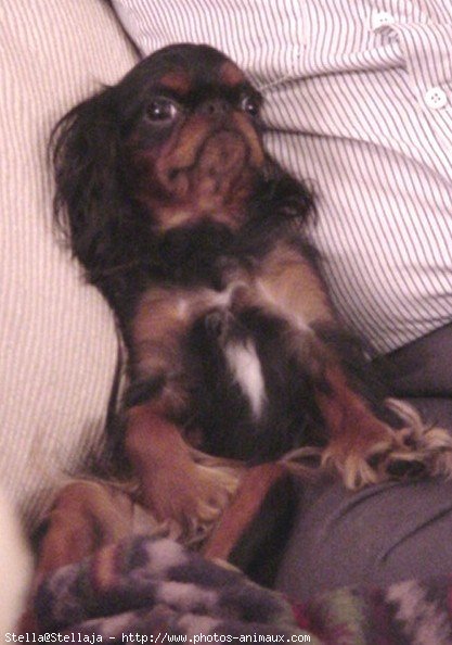 Photo de King charles spaniel