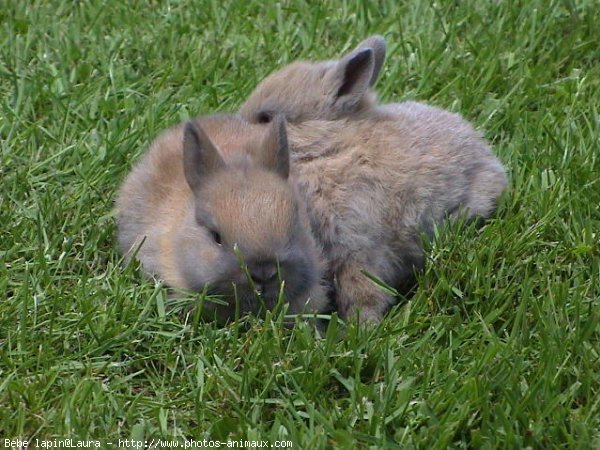 Photo de Lapin