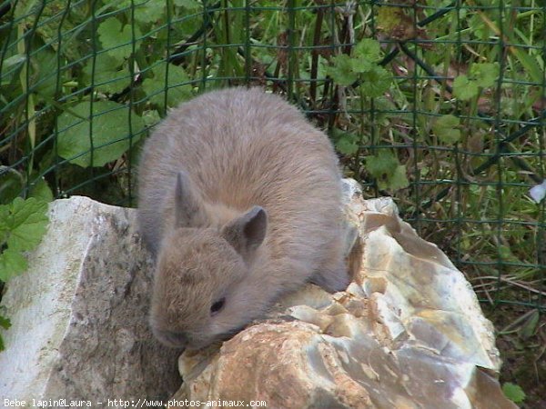 Photo de Lapin