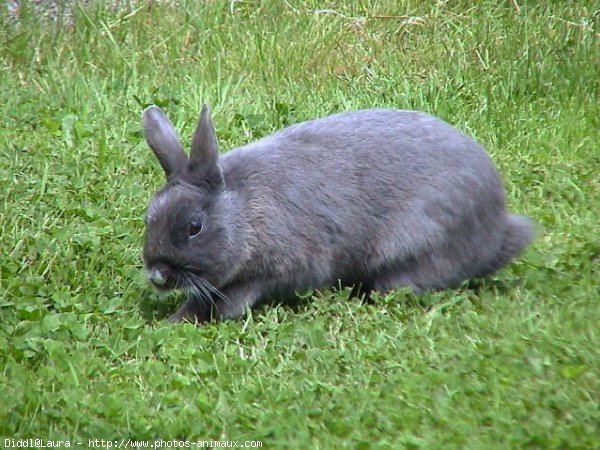 Photo de Lapin