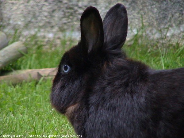 Photo de Lapin