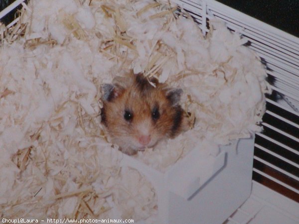 Photo de Hamster