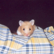 Photo de Hamster