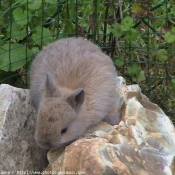 Photo de Lapin