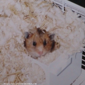 Photo de Hamster