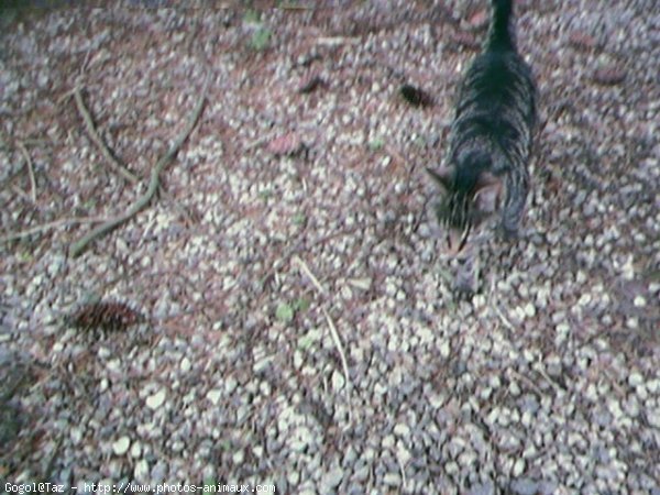 Photo de Chat domestique