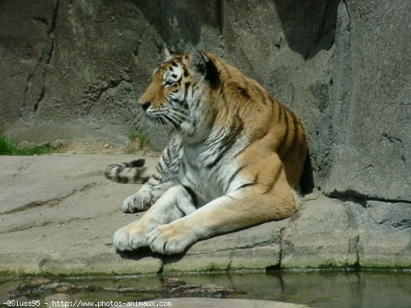 Photo de Tigre