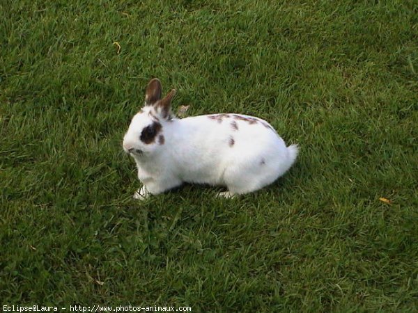 Photo de Lapin