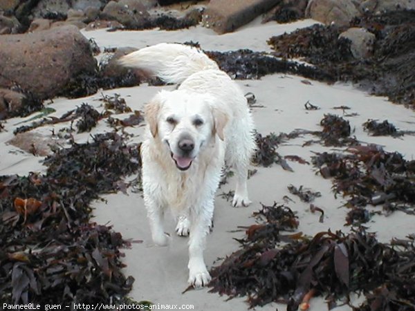 Photo de Golden retriever