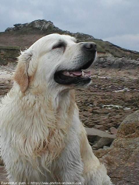 Photo de Golden retriever