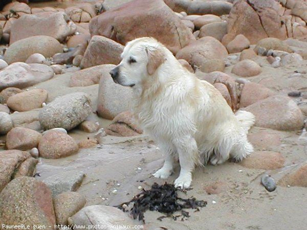 Photo de Golden retriever