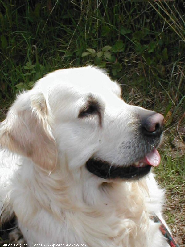 Photo de Golden retriever