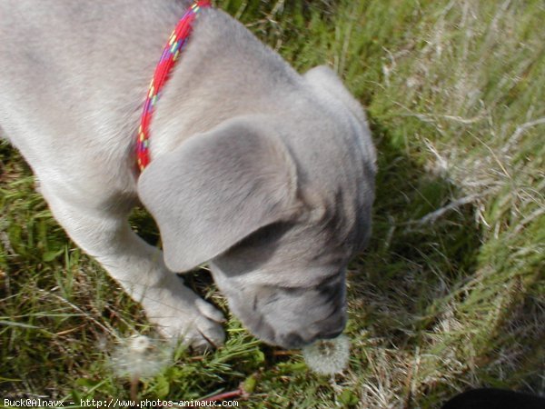 Photo de Chien de cour italien