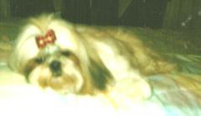 Photo de Shih tzu