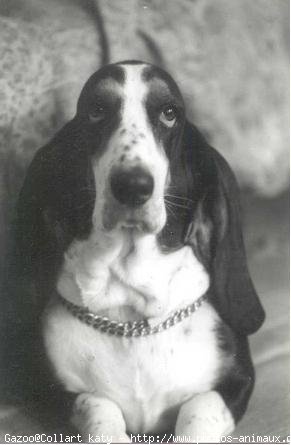 Photo de Basset hound