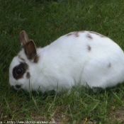 Photo de Lapin