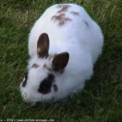 Photo de Lapin