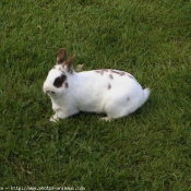 Photo de Lapin