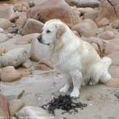 Photo de Golden retriever