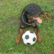 Photo de Rottweiler