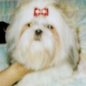 Photo de Shih tzu