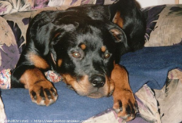 Photo de Rottweiler