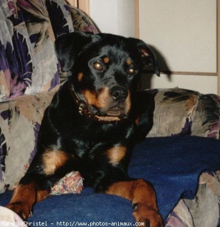 Photo de Rottweiler