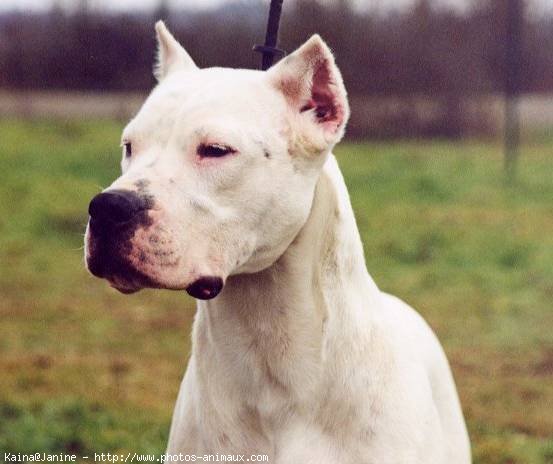 Photo de Dogue argentin