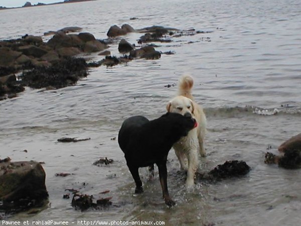 Photo de Races diffrentes