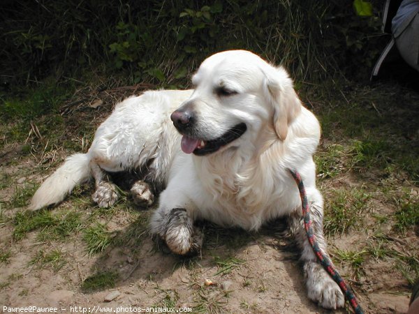 Photo de Golden retriever