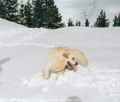 Photo de Golden retriever