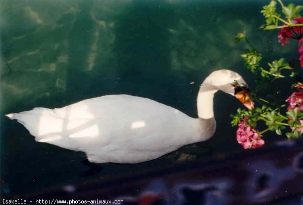 Photo de Cygne