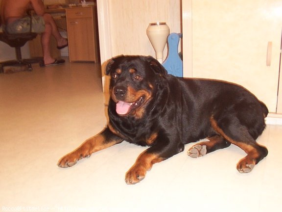 Photo de Rottweiler