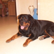 Photo de Rottweiler