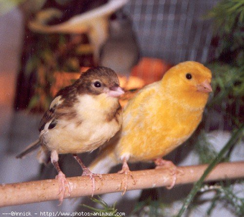 Photo de Canari