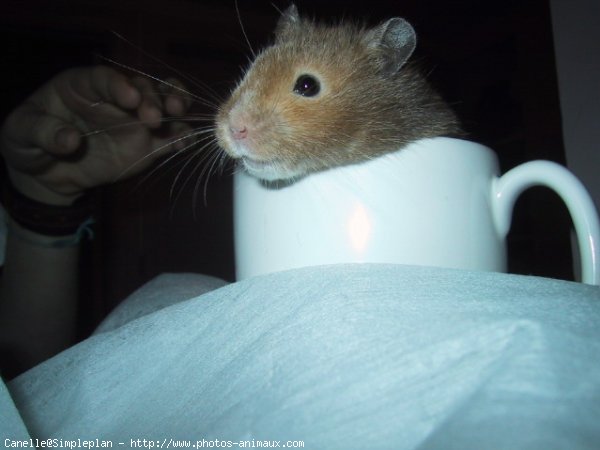 Photo de Hamster