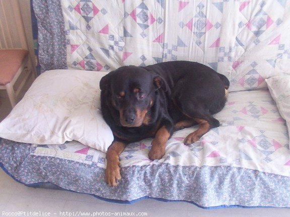 Photo de Rottweiler