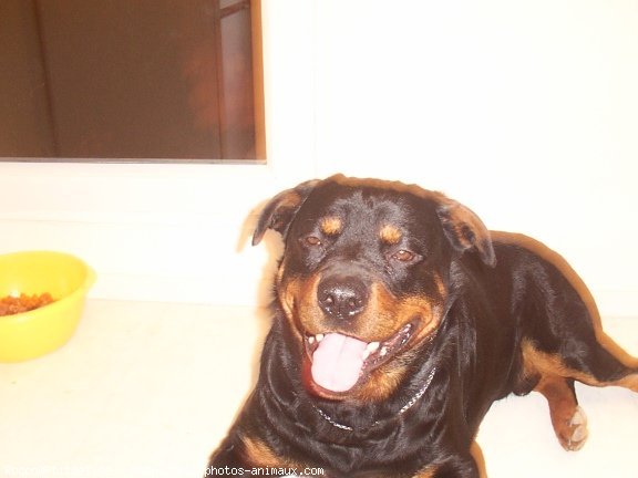 Photo de Rottweiler