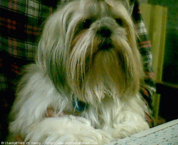 Photo de Shih tzu