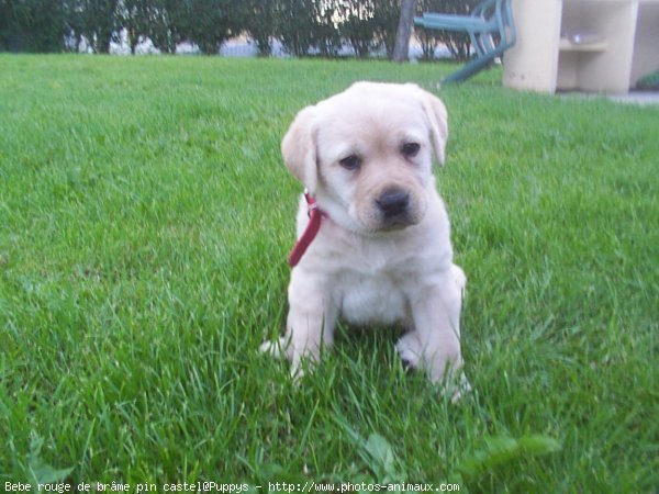 Photo de Labrador retriever