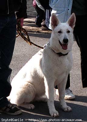 Photo de Berger blanc suisse