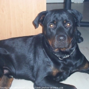 Photo de Rottweiler