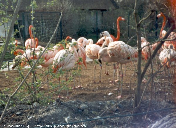 Photo de Flamand rose