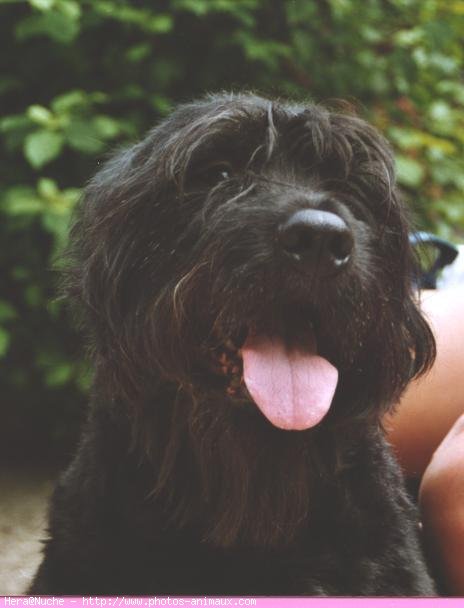 Photo de Bouvier des flandres