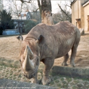 Photo de Rhinocros