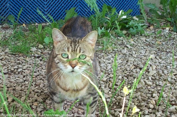 Photo de Chat domestique